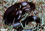 Black Racer